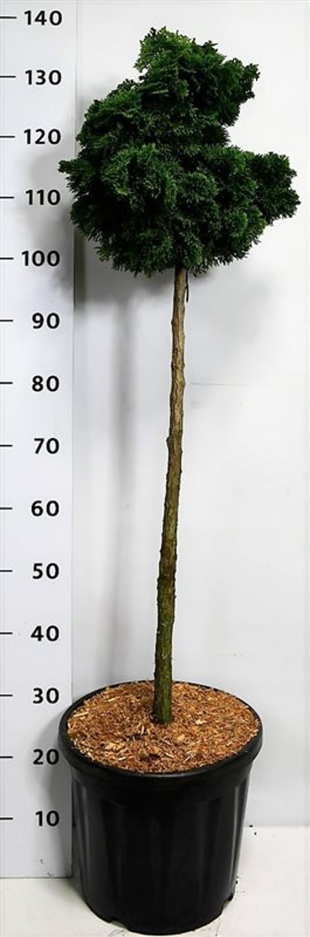 Chamaecyparis o. 'Nana Gracilis' - 80 CM Stem C20